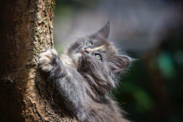 tortie longhaired kitten scratching a tree