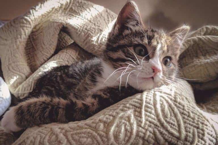 brown tabby and white kitten on cream blanket