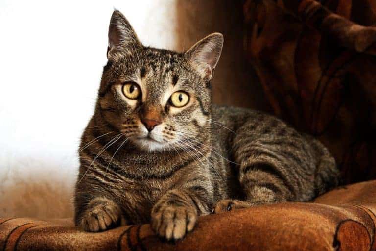 senior tabby cat