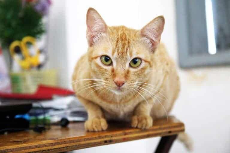 orange cat on a table