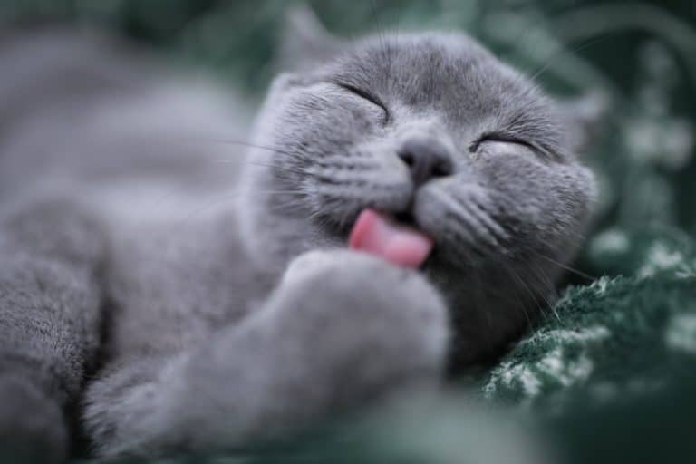 Gray cat licking a paw