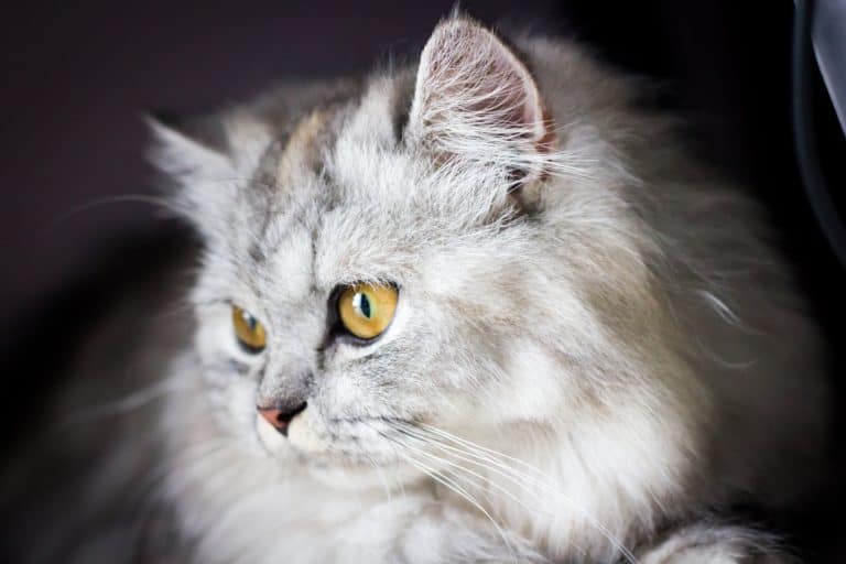 silver shaded persian cat