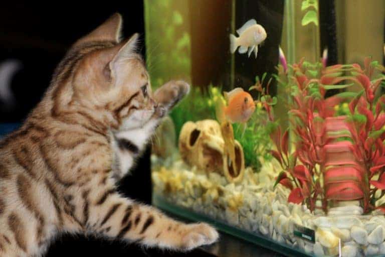A bengal kitten loves to play with his fish tanks