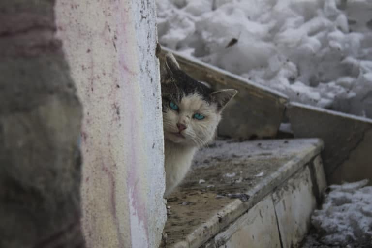 Keep Kitty Warm: Feral Cat Winter Safety