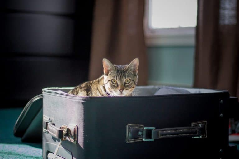 cat in a suitcase