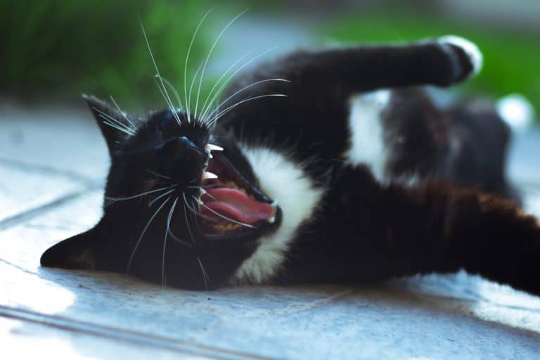 black and white cat with a wide open mouth