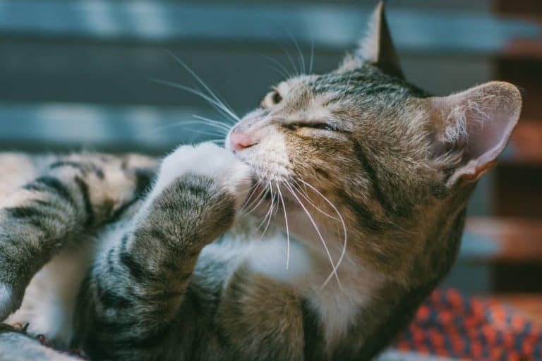 tabby cat licking a white paw