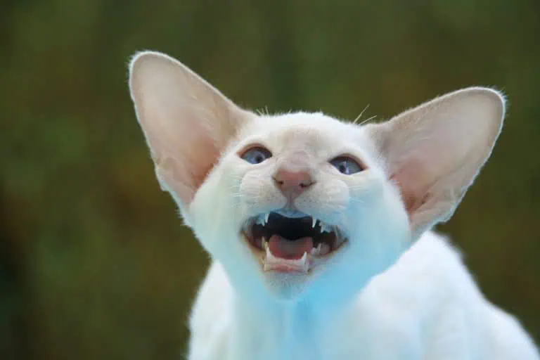 white oriental shorthair cat ears