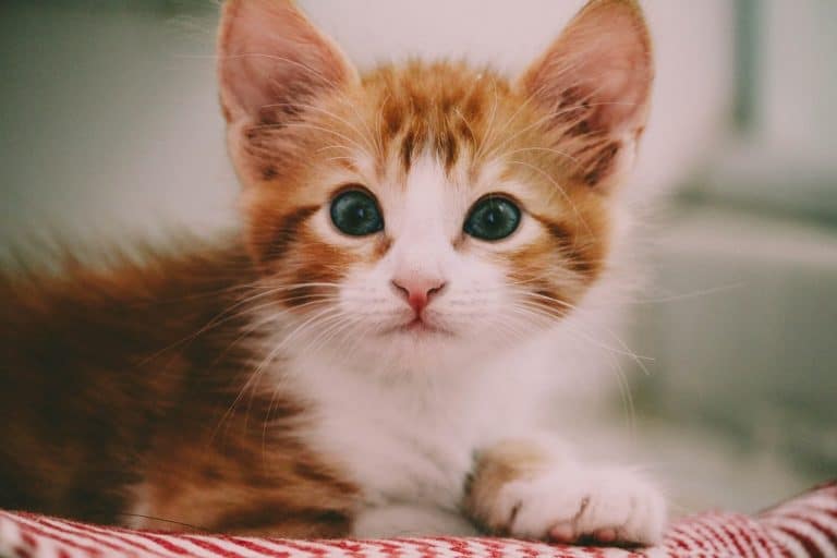 red and white fuzzy kitten