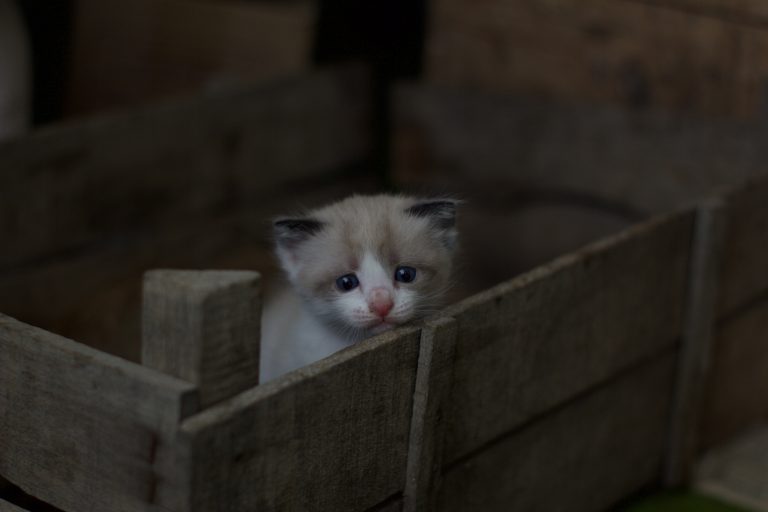 ragdoll kitten hiding in a box