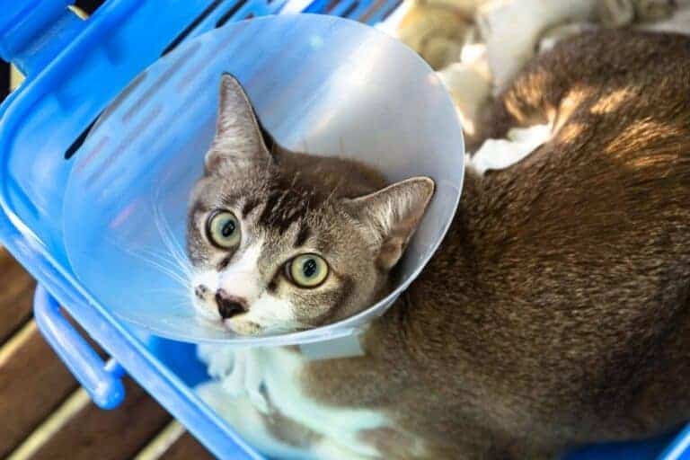 brown and white cat wearing a cone of shame