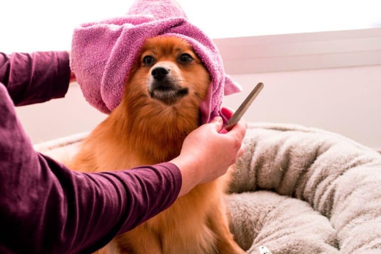 Dog in a spa