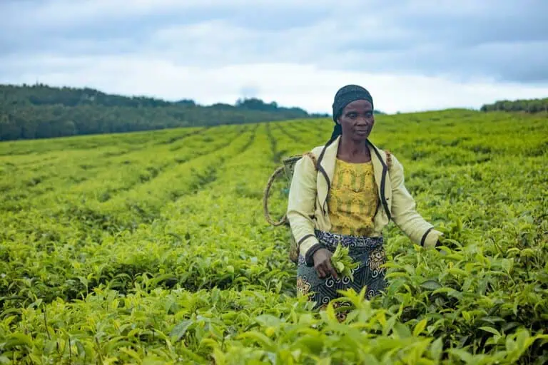 Le meilleur thé d'Afrique livrable en Europe