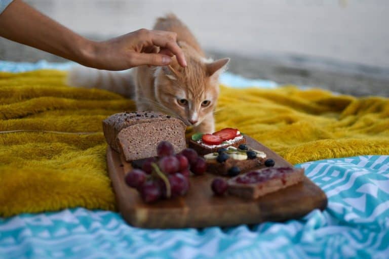 Piano alimentare personalizzato per gatto