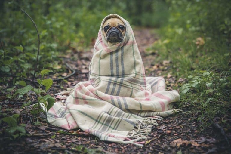 Piano alimentare personalizzato per cane con patologie