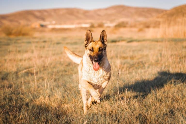 Piano alimentare personalizzato per cane da lavoro
