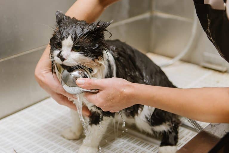 black and white cat being groomed at home
