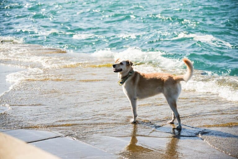 Dog on a beach