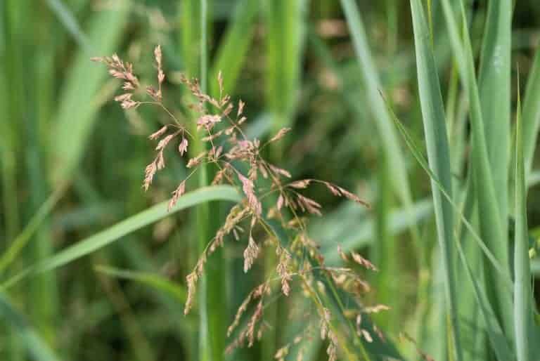 What Is Smooth-Stalked Meadow Grass?