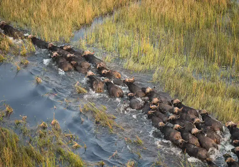 Victoria Falls to Okavango – 9 Days