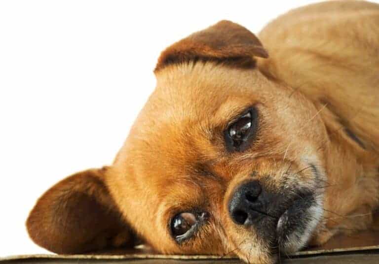 Lethargy in Dogs Signs, Causes, and Treatment YDoWeLovePets