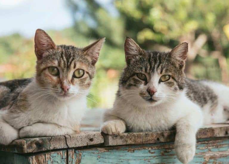 Two tabby and white cats on a ledge