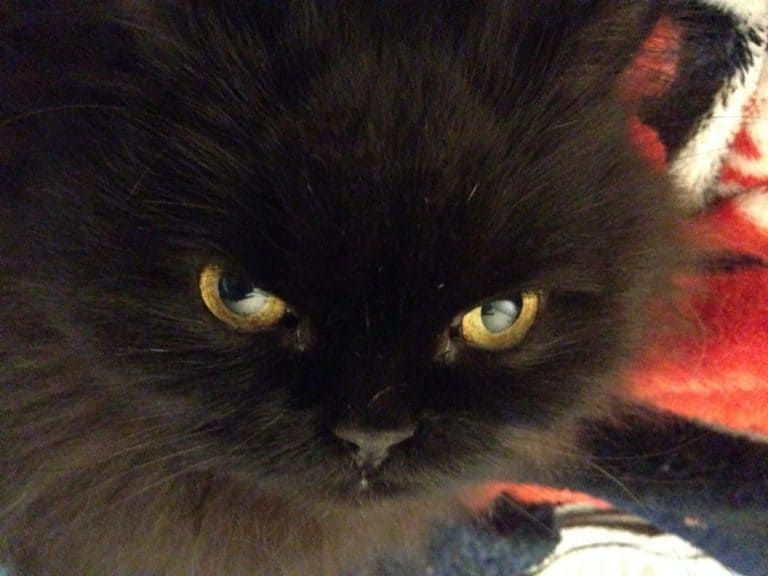 black persian cat
