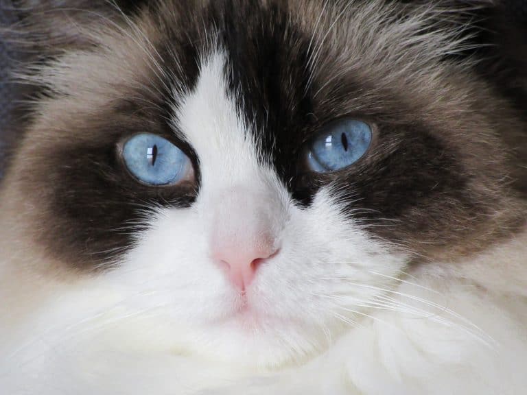 Blue eyed ragdoll cat is one of the most affectionate breeds