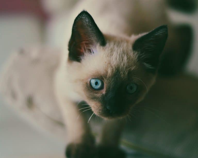 chocolate point siamese kitten with blue eyes