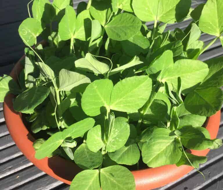 a pot full of pea shoots