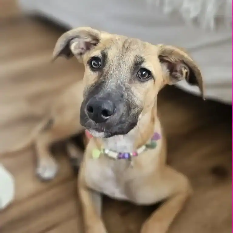 Welpe Lotte liegt am Boden