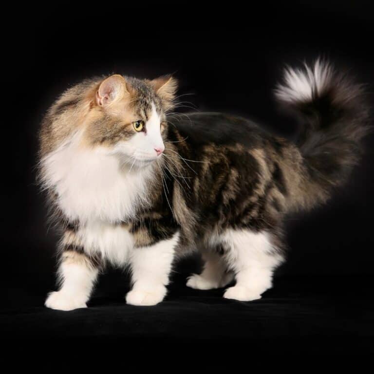 beautiful brown tabby and white norwegian forest cat