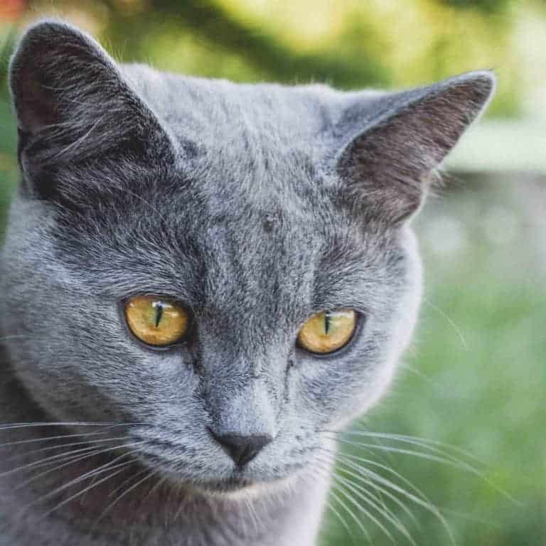 The Cats of Royalty