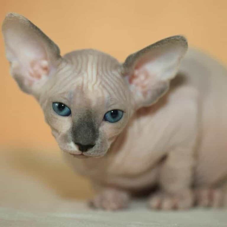 How to Care for Hairless Cats