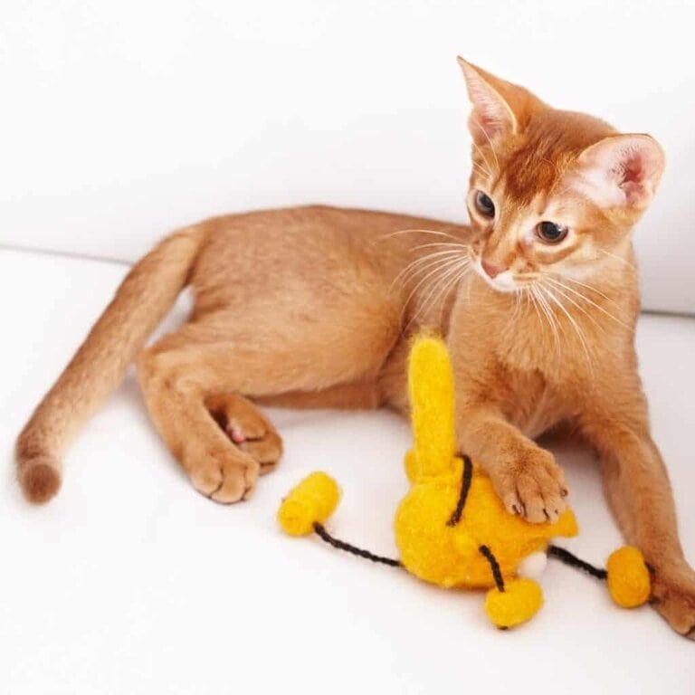 red cat playing with a yellow toy. Play prevents boredom