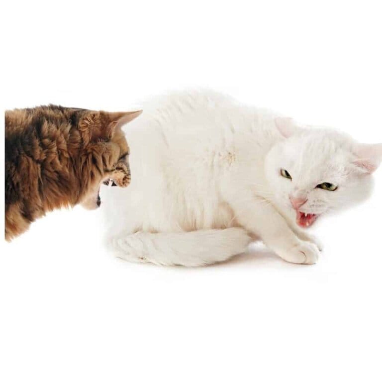 tabby cat and white cat fighting
