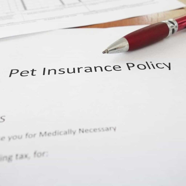 Is Pet Health Insurance for Cats Worth the Cost?