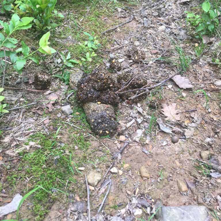 cowans gap state park bear poop