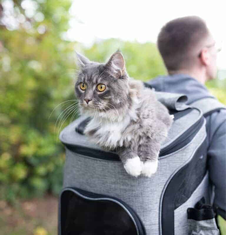 gray and white tabby cat riding on the top of a gray cat backpack carried by a young man wearing a gray sweater