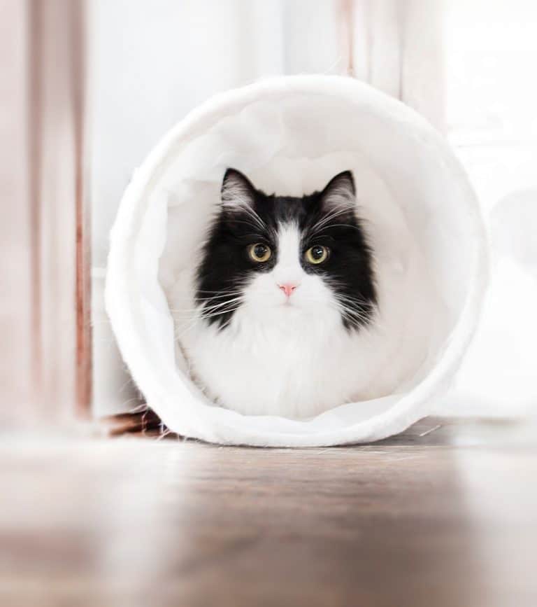 black and white cat in a tunnel toy