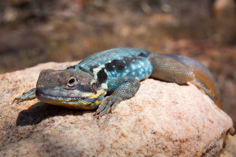 Bearded Dragon Graham Michael Freeman Great Walks of Australia 770x513