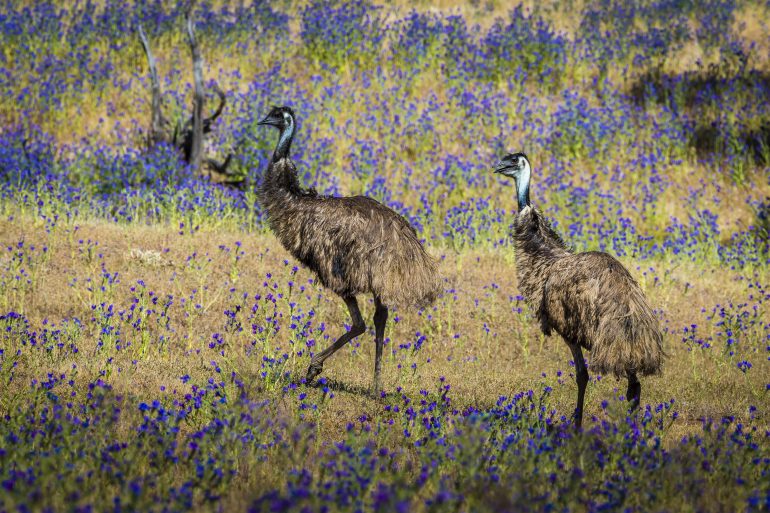 Emus roaming free Richard IAnson 770x513