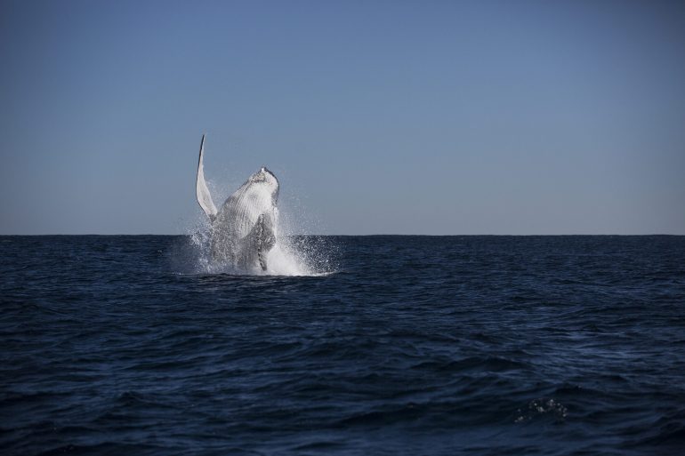 SS Experiences Humpback Whale 2 1 scaled 1 770x513