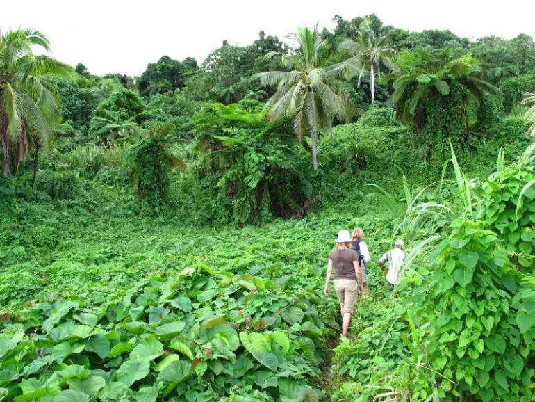 Jungle trails 770x578
