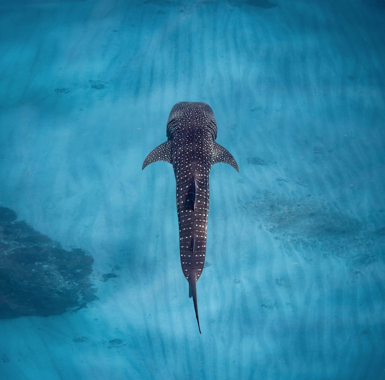SS Experiences Whale Shark 1 scaled 1 770x760