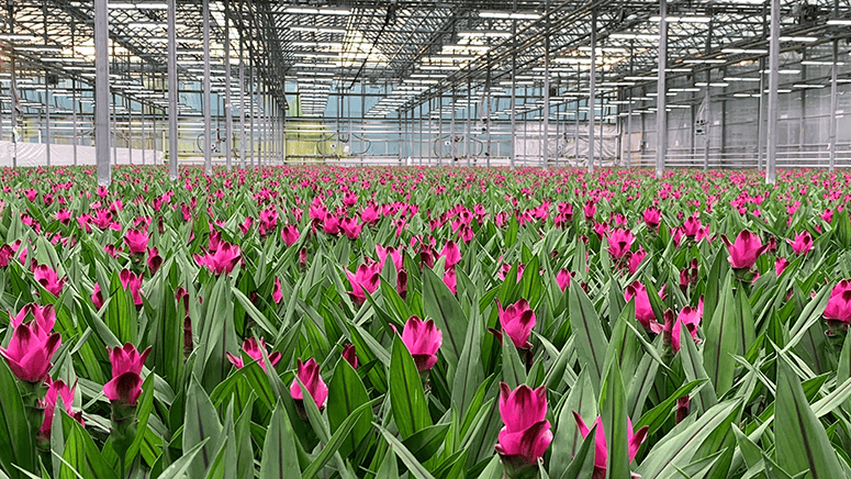 Hendriks greenhouses