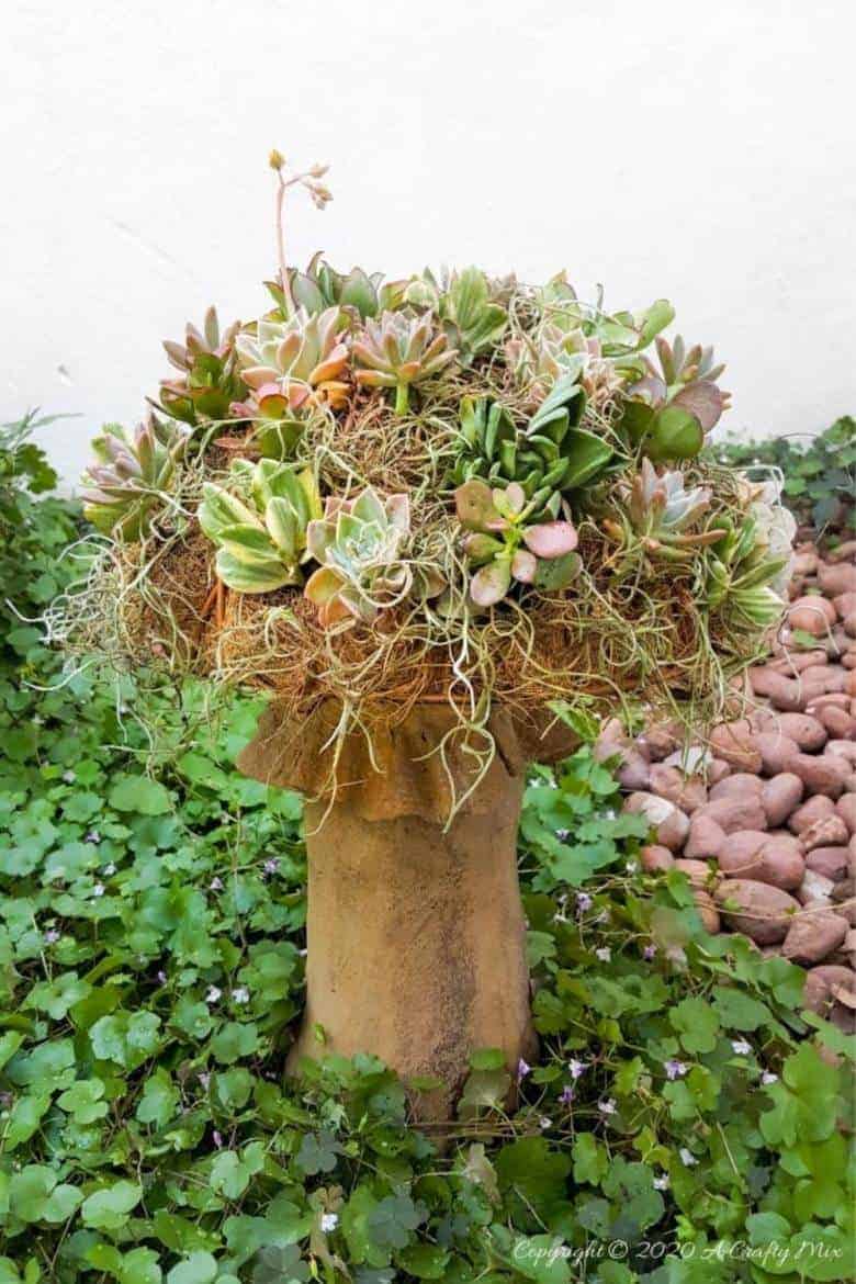 This living succulent mushroom planter is much easier to make than you might think. It takes a little time, but once those succulents take root and start spreading it puts on such a gorgeous display. #Succulentplanter #uniqueplanter #ACraftyMix #PlanterIdeas