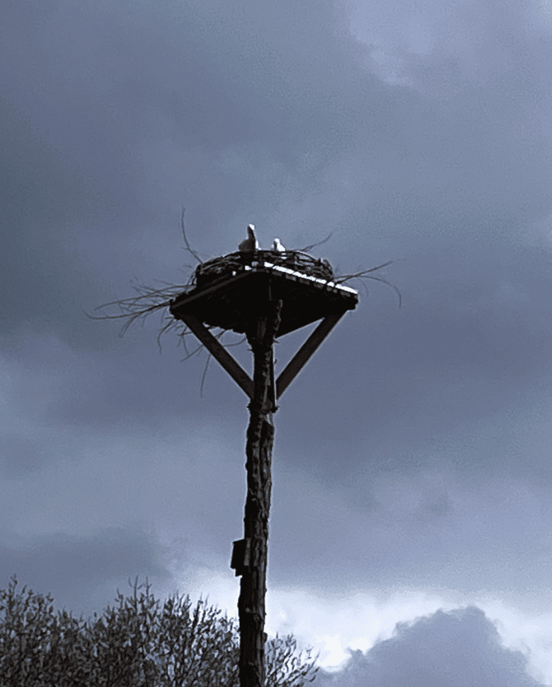 Storchennest auf dem Kinderbauernhof Neuss mit brütendem Weißstorch