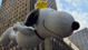 snoopy balloon