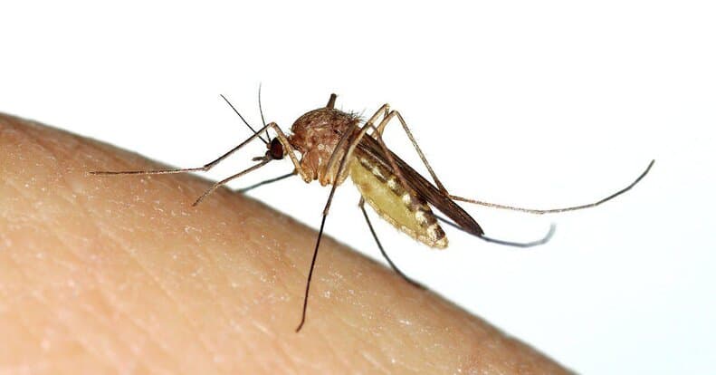 mosquito